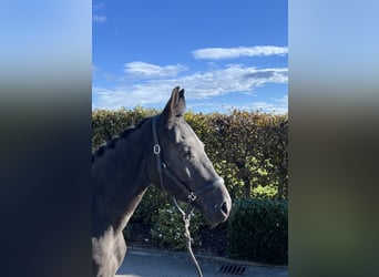 Deutsches Sportpferd, Stute, 4 Jahre, 165 cm, Dunkelbrauner