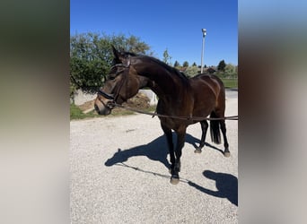 Deutsches Sportpferd, Stute, 4 Jahre, 165 cm, Dunkelbrauner