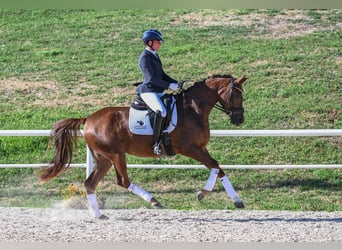 Deutsches Sportpferd, Stute, 4 Jahre, 165 cm, Dunkelfuchs