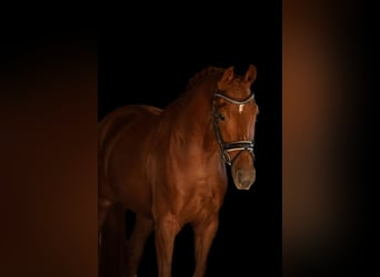 Deutsches Sportpferd, Stute, 4 Jahre, 165 cm, Fuchs