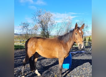 Deutsches Sportpferd, Stute, 4 Jahre, 165 cm, Hellbrauner