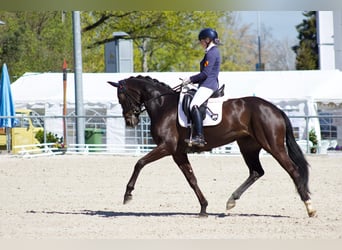 Deutsches Sportpferd, Stute, 4 Jahre, 165 cm, Rappe