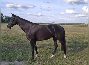 Deutsches Sportpferd, Stute, 4 Jahre, 165 cm, Rappe