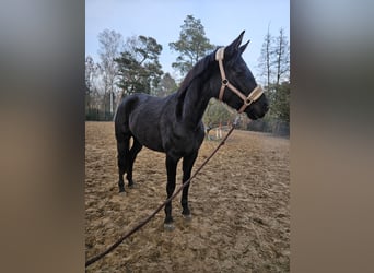 Deutsches Sportpferd, Stute, 4 Jahre, 165 cm, Rappe