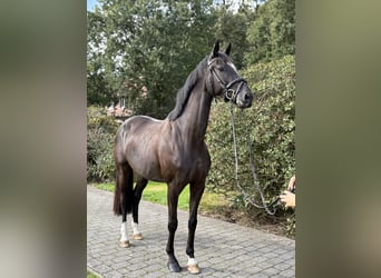 Deutsches Sportpferd, Stute, 4 Jahre, 165 cm, Rappe
