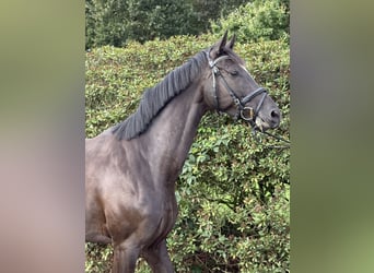 Deutsches Sportpferd, Stute, 4 Jahre, 165 cm, Rappe