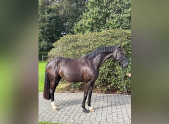 Deutsches Sportpferd, Stute, 4 Jahre, 165 cm, Rappe