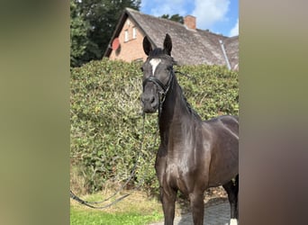 Deutsches Sportpferd, Stute, 4 Jahre, 165 cm, Rappe