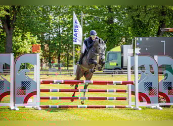 Deutsches Sportpferd, Stute, 4 Jahre, 165 cm, Rappschimmel