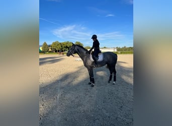 Deutsches Sportpferd, Stute, 4 Jahre, 165 cm, Rappschimmel