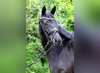 Deutsches Sportpferd, Stute, 4 Jahre, 165 cm, Schwarzbrauner