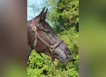 Deutsches Sportpferd, Stute, 4 Jahre, 165 cm, Schwarzbrauner