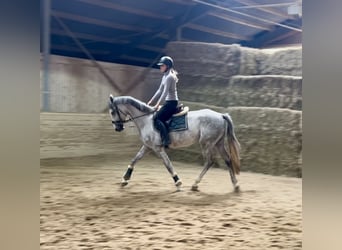 Deutsches Sportpferd, Stute, 4 Jahre, 166 cm, Apfelschimmel