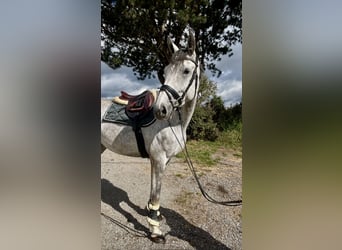 Deutsches Sportpferd, Stute, 4 Jahre, 166 cm, Apfelschimmel