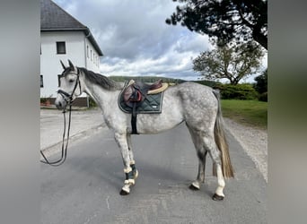 Deutsches Sportpferd, Stute, 4 Jahre, 166 cm, Apfelschimmel