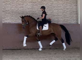 Deutsches Sportpferd, Stute, 4 Jahre, 166 cm, Brauner