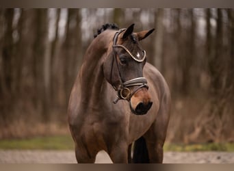 Deutsches Sportpferd, Stute, 4 Jahre, 166 cm, Brauner