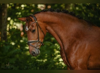 Deutsches Sportpferd, Stute, 4 Jahre, 166 cm, Brauner
