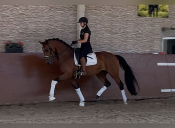 Deutsches Sportpferd, Stute, 4 Jahre, 166 cm, Brauner