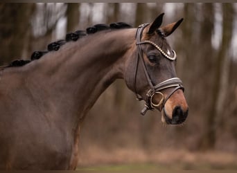 Deutsches Sportpferd, Stute, 4 Jahre, 166 cm, Brauner