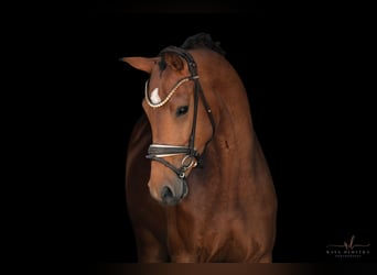 Deutsches Sportpferd, Stute, 4 Jahre, 166 cm, Brauner