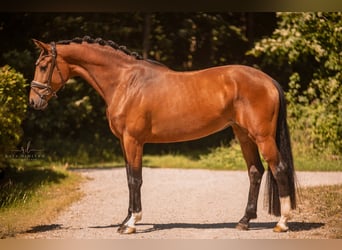 Deutsches Sportpferd, Stute, 4 Jahre, 166 cm, Brauner