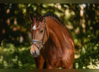 Deutsches Sportpferd, Stute, 4 Jahre, 166 cm, Brauner