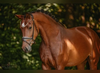Deutsches Sportpferd, Stute, 4 Jahre, 166 cm, Brauner