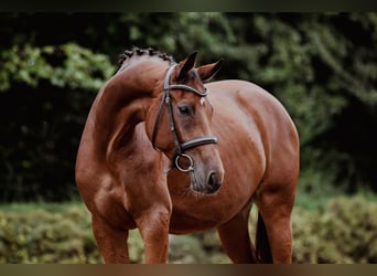 Deutsches Sportpferd, Stute, 4 Jahre, 166 cm, Brauner