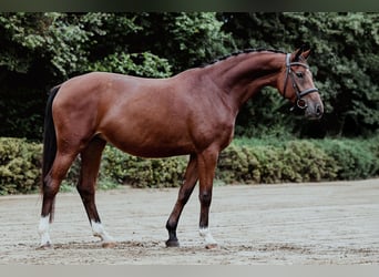 Deutsches Sportpferd, Stute, 4 Jahre, 166 cm, Brauner