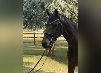 Deutsches Sportpferd, Stute, 4 Jahre, 166 cm, Dunkelbrauner