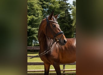 Deutsches Sportpferd, Stute, 4 Jahre, 166 cm, Dunkelbrauner