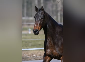 Deutsches Sportpferd, Stute, 4 Jahre, 166 cm, Dunkelbrauner