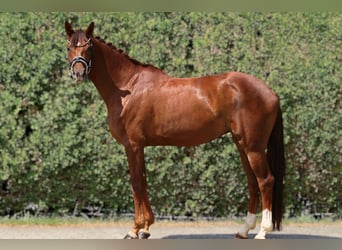 Deutsches Sportpferd, Stute, 4 Jahre, 166 cm, Dunkelfuchs