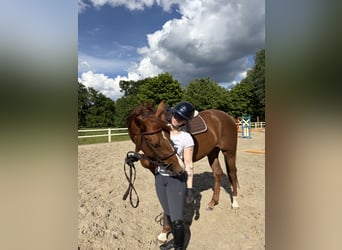 Deutsches Sportpferd, Stute, 4 Jahre, 166 cm, Fuchs