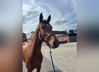 Deutsches Sportpferd, Stute, 4 Jahre, 166 cm, Hellbrauner