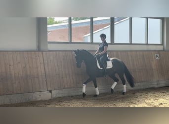 Deutsches Sportpferd, Stute, 4 Jahre, 166 cm, Rappe