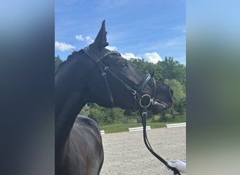 Deutsches Sportpferd, Stute, 4 Jahre, 166 cm, Rappe