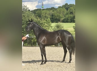 Deutsches Sportpferd, Stute, 4 Jahre, 166 cm, Rappe