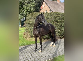 Deutsches Sportpferd, Stute, 4 Jahre, 166 cm, Schwarzbrauner