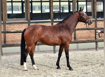 Deutsches Sportpferd, Stute, 4 Jahre, 167 cm, Brauner