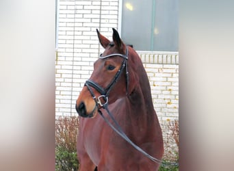 Deutsches Sportpferd, Stute, 4 Jahre, 167 cm, Brauner