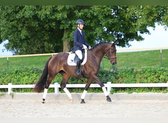 Deutsches Sportpferd, Stute, 4 Jahre, 167 cm, Dunkelbrauner