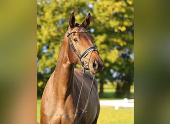 Deutsches Sportpferd, Stute, 4 Jahre, 167 cm, Dunkelbrauner