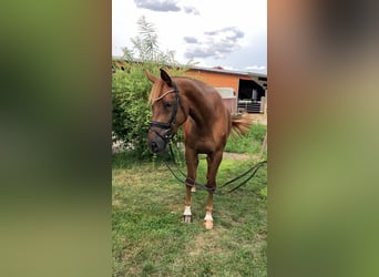 Deutsches Sportpferd, Stute, 4 Jahre, 167 cm, Fuchs
