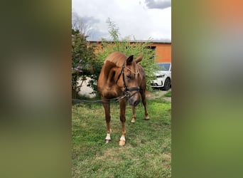 Deutsches Sportpferd, Stute, 4 Jahre, 167 cm, Fuchs