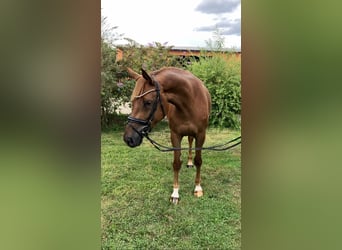 Deutsches Sportpferd, Stute, 4 Jahre, 167 cm, Fuchs