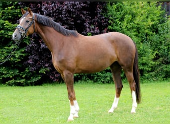 Deutsches Sportpferd, Stute, 4 Jahre, 167 cm, Fuchs