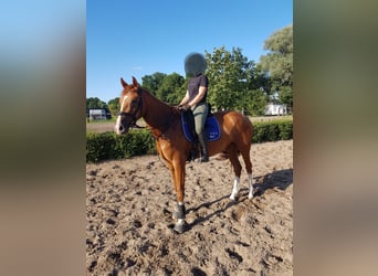 Deutsches Sportpferd, Stute, 4 Jahre, 167 cm, Fuchs