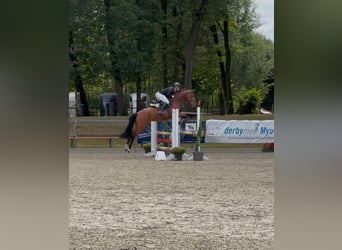 Deutsches Sportpferd, Stute, 4 Jahre, 167 cm, Hellbrauner